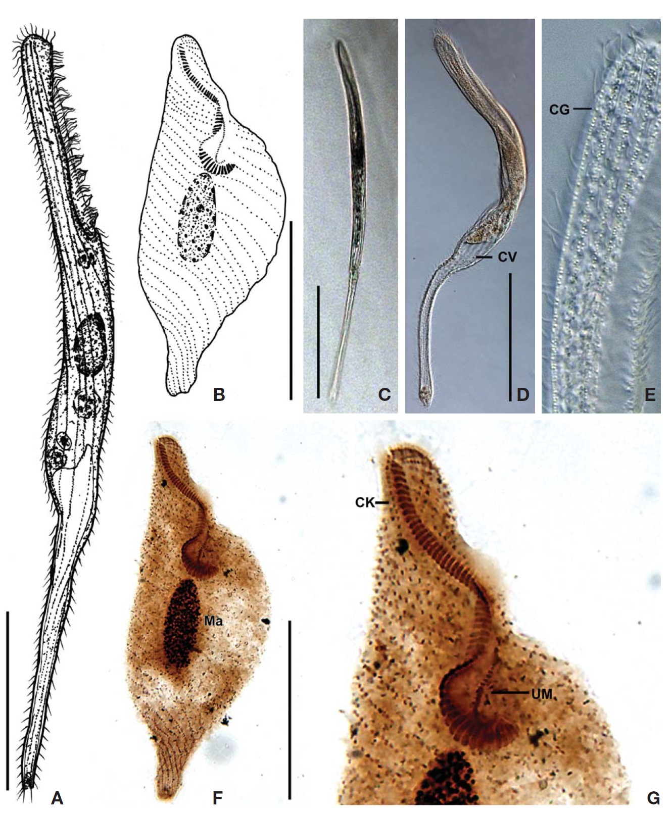 Spirostomum caudatum from live specimens (A C-E) and after protargol impregnation (B F G). A C The typicalindividuals; B F Ventral infraciliature; D The twisted body and contractile vacuole; E The cortical granules; G Buccal field. CGcortical granule; CK circumoral kinety; CV contractile vacuole; Ma macronucleus; UM undulating membrane. Scale bars: A C D=100 μm; B F=70 μm.
