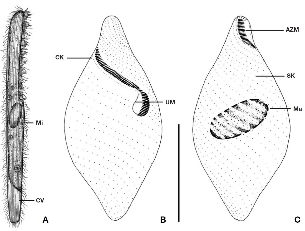Spirostomum teres from a live specimen (A) and after protargol impregnation (B C). A Right side view of a typical individual; B Infraciliature pattern of ventral side; C Infraciliature of dorsal side. AZM adoral zone of membranelles; CK circumoral kinety; CV contractile vacuole; Ma macronucleus; Mi micronucleus; SK somatic kinety; UM undulating membrane. Scale bars: A-C=100μm.