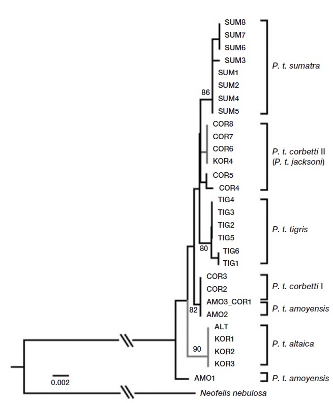 Phylogenetic relationships of the Korean tigers usingcombined mitochondrial DNA. A distance neighbor-joining treewas constructed with 1174 bp of mitochondrial DNA in PAUP version 4.0b10. Node bootstrap values greater than 80% areshown.