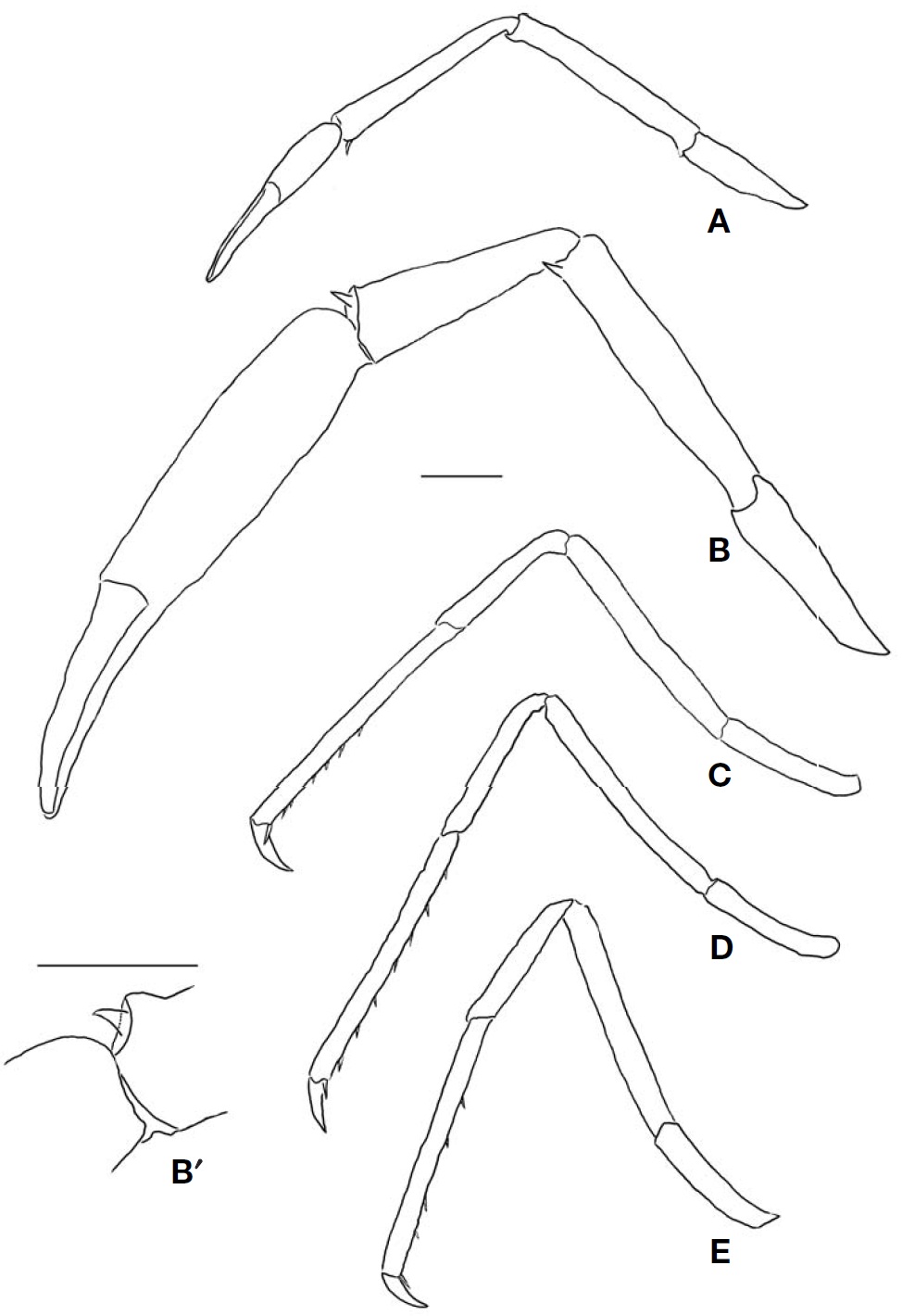 Cuapetes grandis ovigerous female (postorbital carapace length 5.1 mm eggs omitted). A Left 1st pereopod lateral; B Left 2nd pereopod lateral; B′ 2nd pereopod′s distal spine of carpus; C Left 3rd pereopod lateral; D Left 4th pereopod lateral; E Left 5th pereopod lateral. Scale bars: A-E B′= 1 mm.