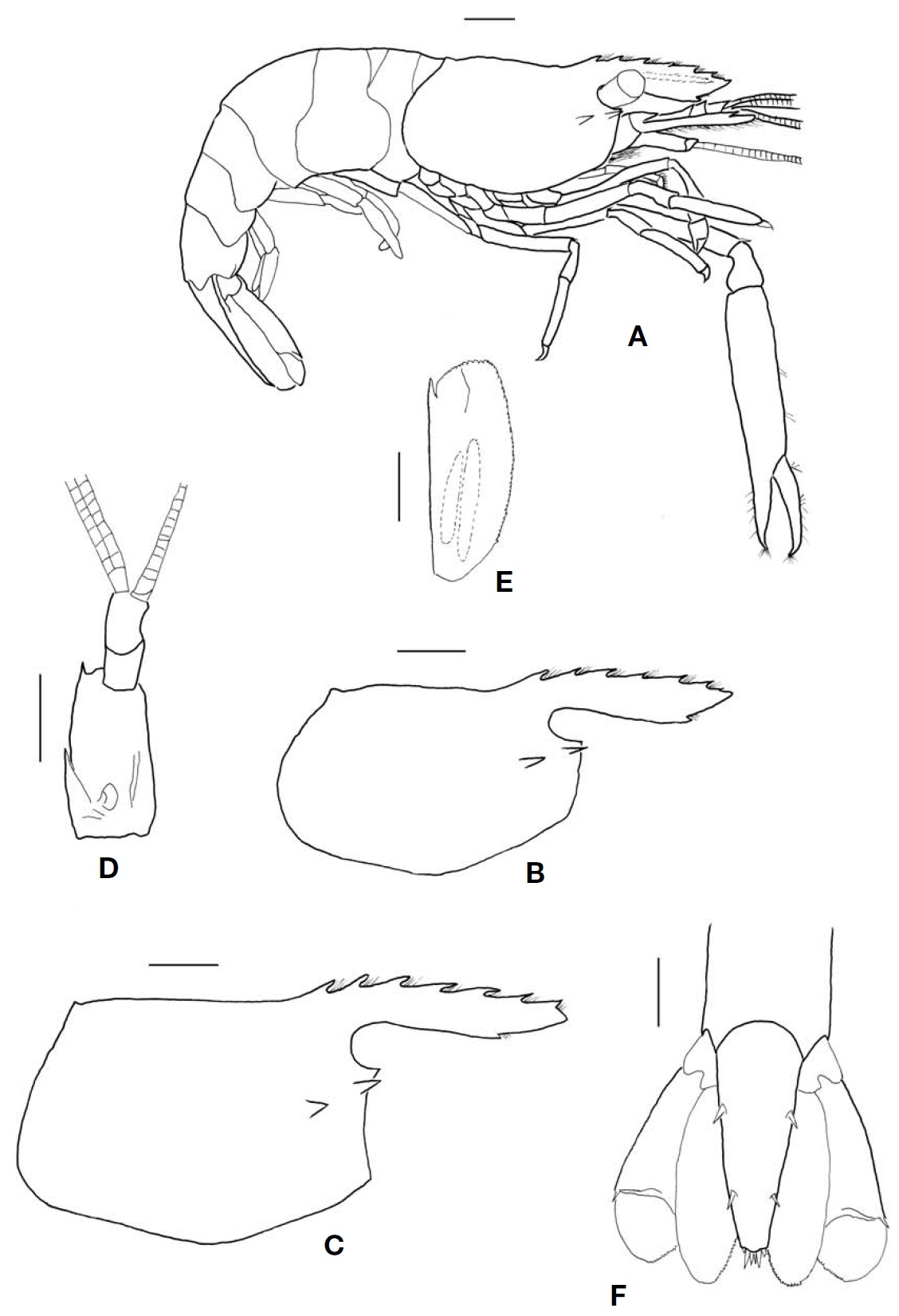 Periclimenes ornatus male (postorbital carapace length 4.1 mm). A Habitus lateral; B Male carapace lateral; C Female (postorbital carapace length 4.8 mm) carapace lateral; D Right antennule ventral; E Right scaphocerite dorsal; F Telson dorsal. Scale bars: A-F=1 mm.