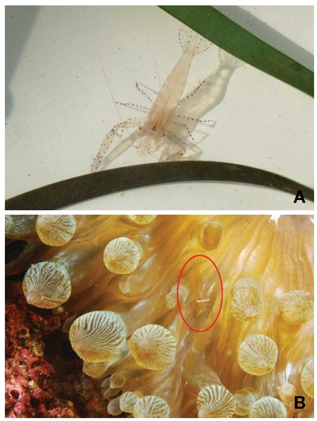 Periclimenes ornatus. A Live shrimp; B Shrimp associ-atedwith sea anemone Entacmaea actinostoloides.