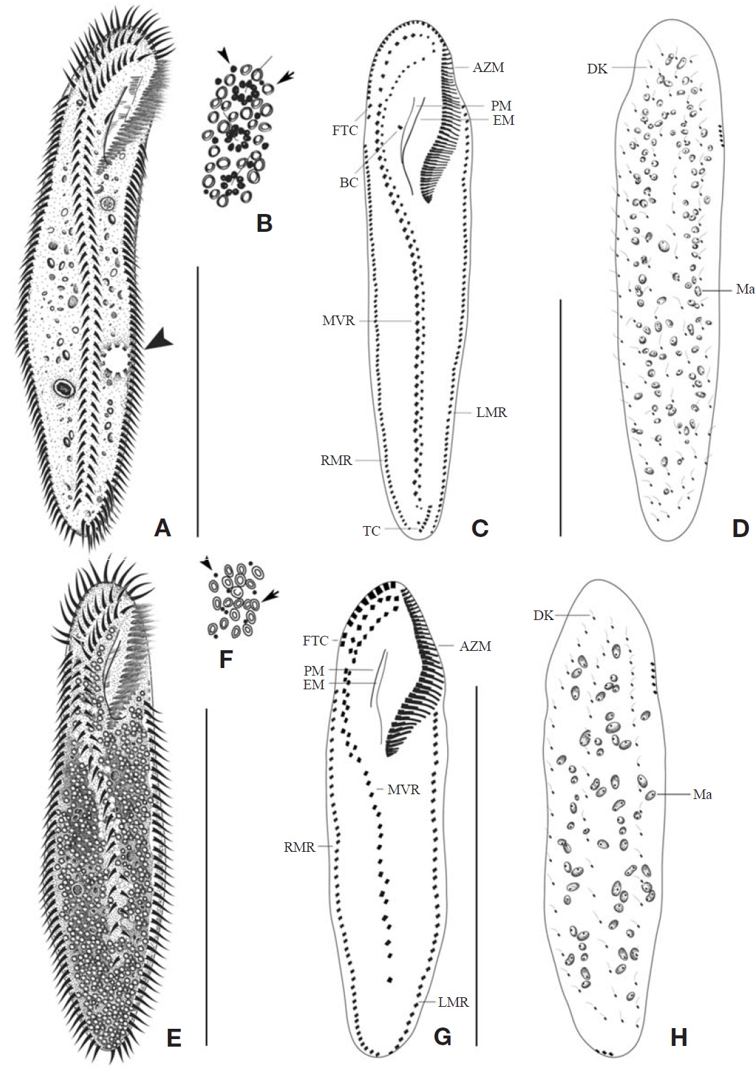 Morphology and infraciliature of Pseudokeronopsis carnea and Uroleptopsis citrina from live specimens (A B E F) and afterprotargol impregnation (C D G H). A-D Pseudokeronopsis carnea: A Ventral view of live specimen arrowhead in (A) denotes CV;B Two types of granules; infraciliature of the ventral (C) and dorsal (D) sides. E-H Uroleptopsis citrina: E Ventral view of livespecimen; F Two types of granules; infraciliature of the ventral (G) and dorsal (H) sides. AZM adoral zone of membranelles; BCbuccal cirri; CV contractile vacuole; DK dorsal kineties; EM endoral membrane; FTC frontoterminal cirri; LMR left marginal row;Ma macronuclei; MVR midventral row; PM paroral membrane; RMR; right marginal row; TC transverse cirri. Scale bars=100 μm.