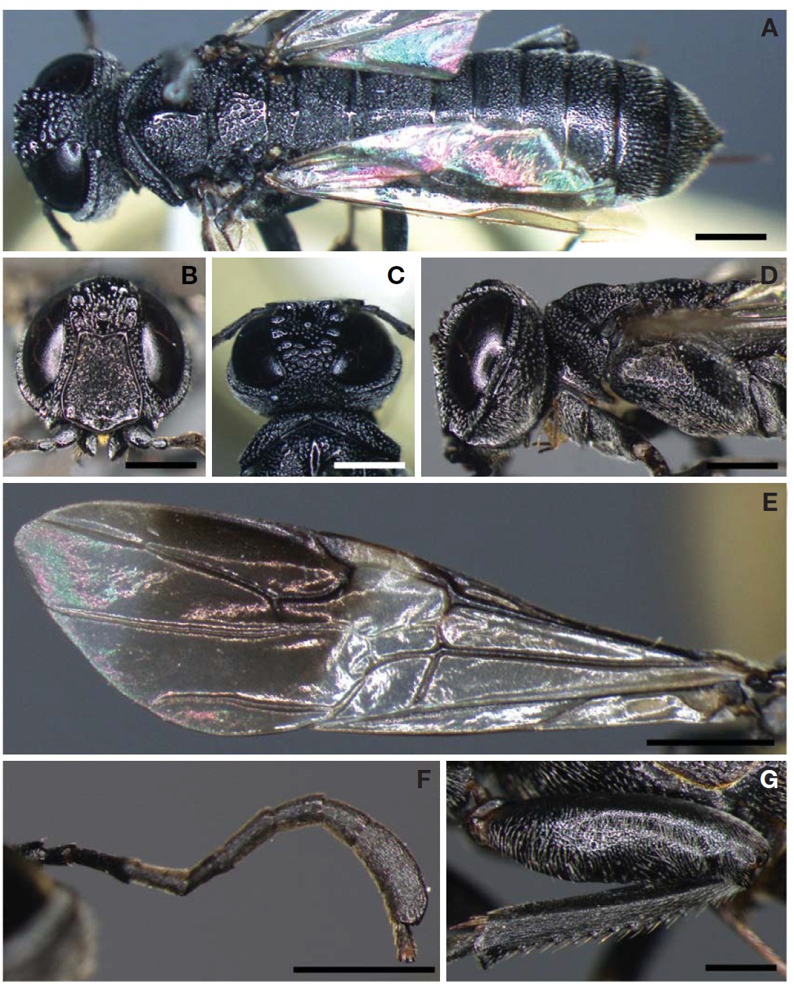 Female of Stirocorsia tosensis: A Habitus in dorsal view; B Head in frontal view; C Head in Dorsal view; D Head andthorax in lateral view; E Forewing; F Antennae; G Hind femur and tibia. Scale bars: A-G=1 mm.