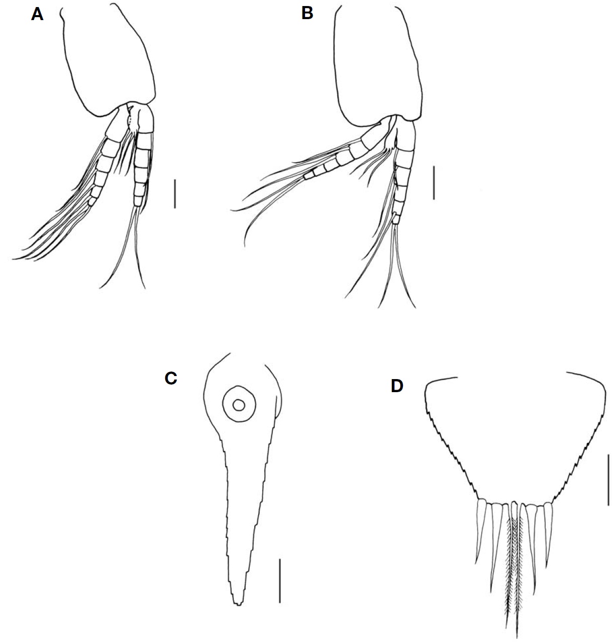 Erythrops minuta Hansen 1910 male. A Third pleopod; B Fourth pleopod; C Inner uropod; D Telson. Scale bars: A-D=0.1 mm.