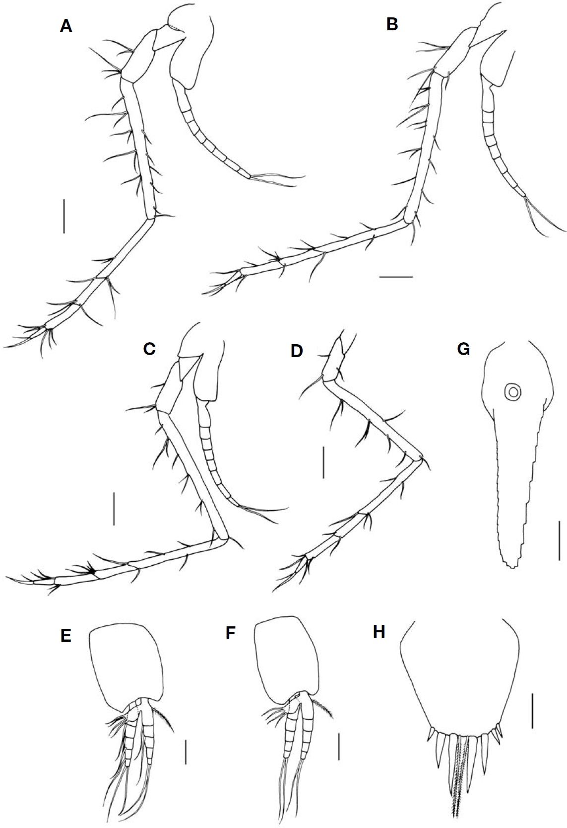 Erythrops nana W. Tattersall 1922 male. A Fourth thoracopod; B Fifth thoracopod; C Seventh thoracopod; D Endopod of eighth thoracopod; E Third pleopod; F Fourth pleopod; G Inner uropod; H Telson. Scale bars: A-H=0.1 mm.