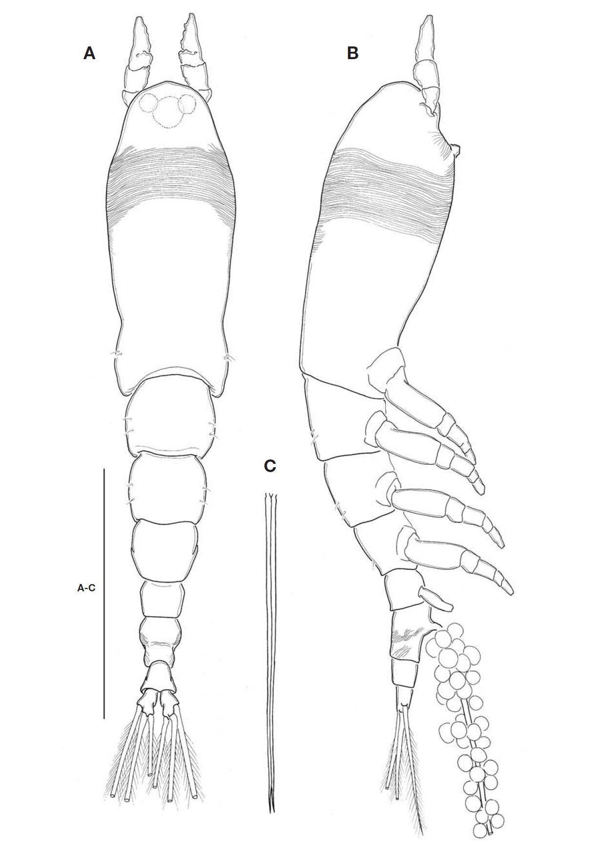 Cymbasoma striifrons n. sp. female. A Habitus dorsal; B Habitus lateral; C Ovigerous spines. Scale bar: A-C=500 ㎛.
