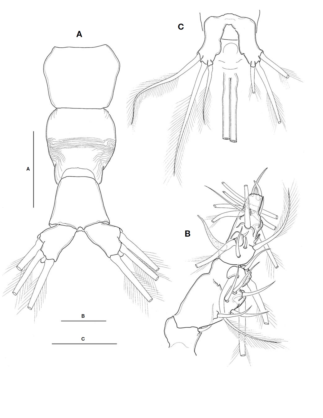 Cymbasoma striifrons n. sp. female. A Urosome dorsal; B Antennule; C Leg 5 and basal part of ovigerous spines ventral. Scale bars: A C=100 ㎛ B=50 ㎛.