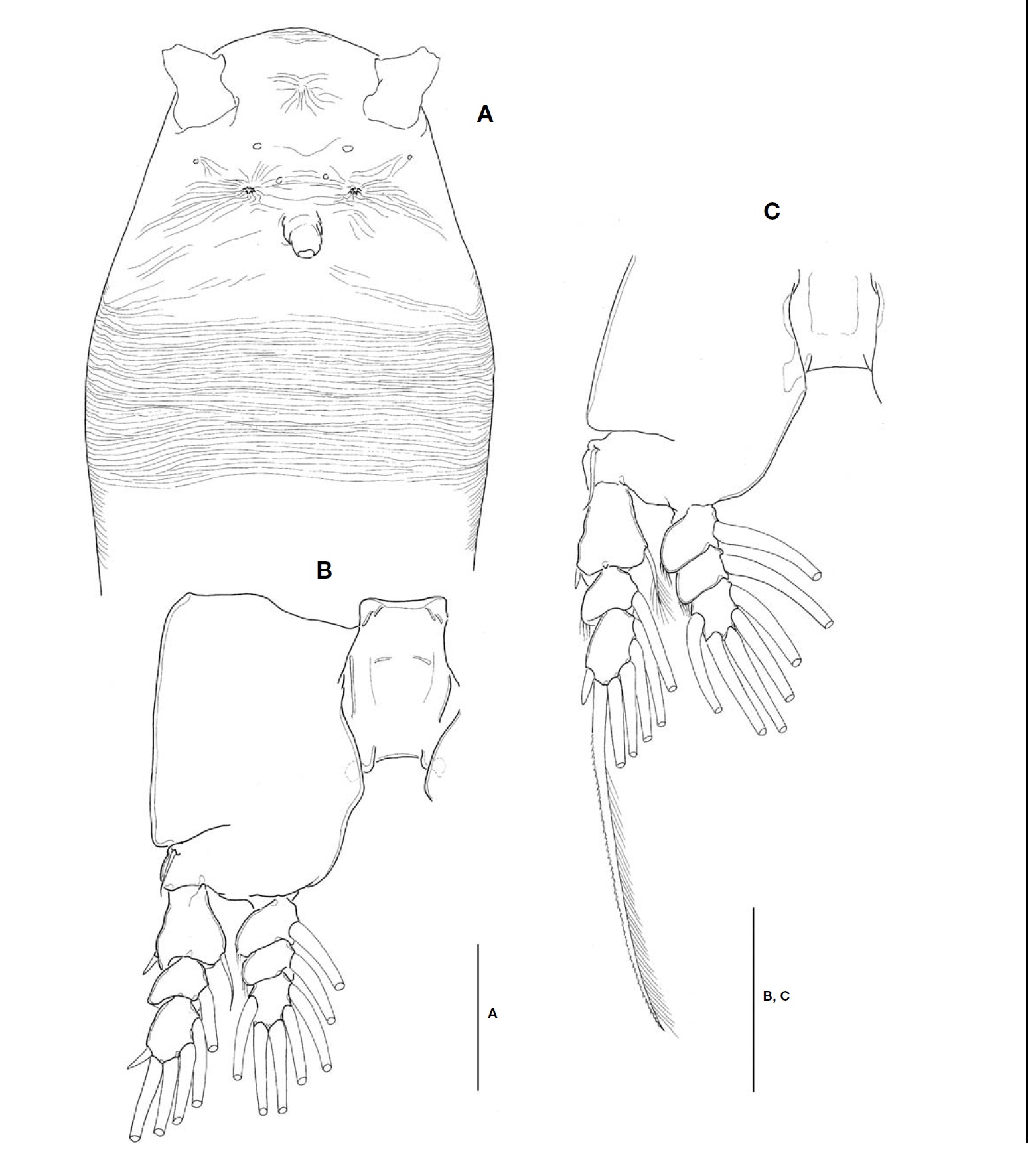 Cymbasoma striifrons n. sp. female. A Forehead of cephalothorax ventral; B Leg 1; C Leg 4. Scale bars: A-C=100 ㎛.