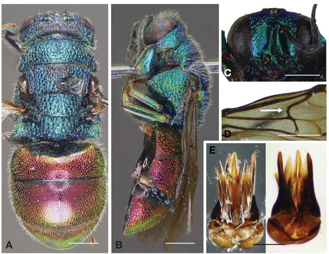 Holopyga generosa (Forster). A General habitus dorsal; B General habitus in profile; C Head in frontal view with palpalbasin; D Part of forewing showing strongly arched medial vein (arrow); E Genital capsule ventral (left) dorsal (right). Scale bars: A-D=1 mm E=0.5 mm.