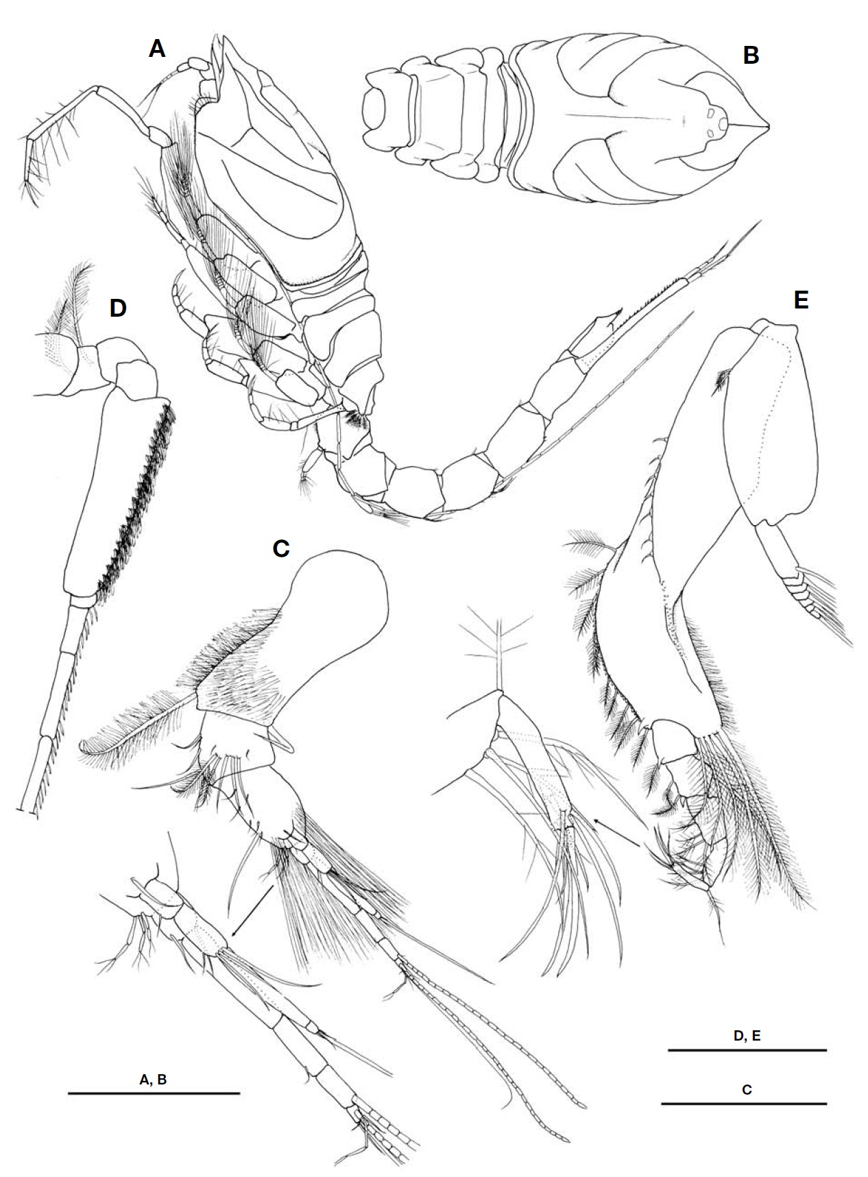 Dimorphostylis breviplicata new species male. A Habitus lateral; B Cephalothorax dorsal; C Antenna 1; D Antenna 2; E Maxilliped 3. Scale bars: A B=1.5 mm C=0.3 mm D E=0.5 mm.