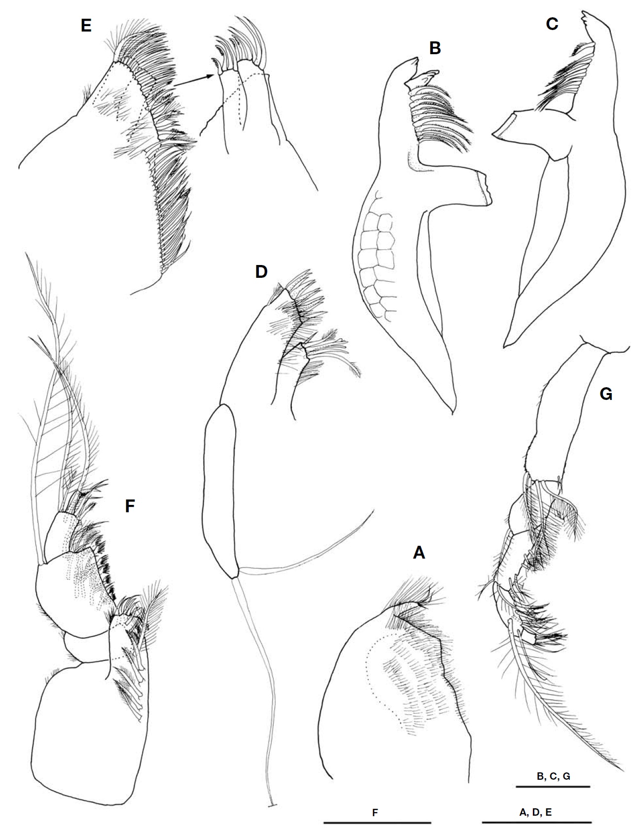 Dimorphostylis breviplicata new species male. A Labium; B Left mandible; C Right mandible; D Maxilla 1; E Maxilla 2; F Maxilliped 1; G Maxilliped 2. Scale bars: A D E=0.3 mm B C G=0.2 mm F=0.4 mm.