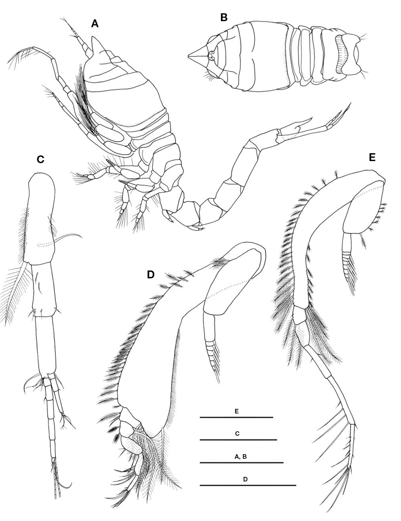 Diastylis alaskensis Calman subadult male. A Habitus lateral; B Cephalothorax dorsal; C Antenna 1; D Maxilliped 3; E Pereopod 1. Scale bars: A B=2 mm C=0.2 mm D=0.5 mm E=1 mm.