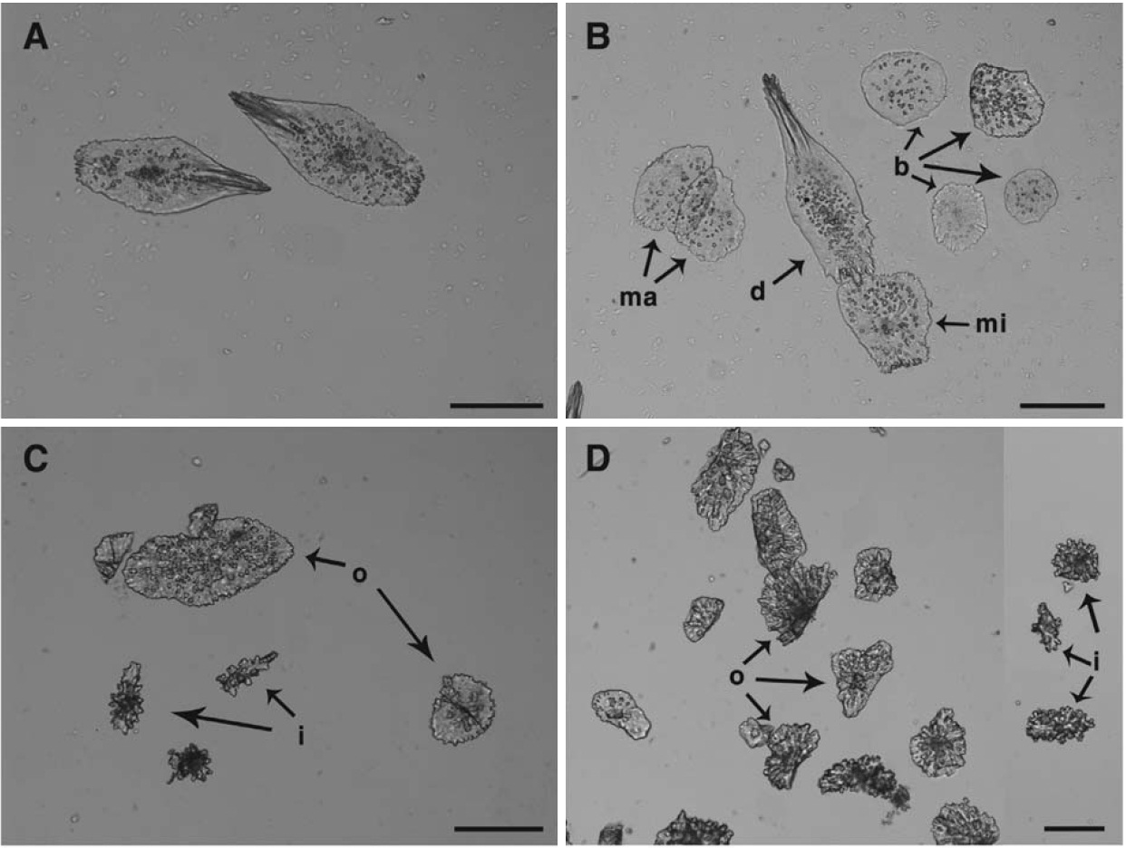 Sclerites of Arntzia gracilis. A B Scales of polyps. A Opercular; B Distal marginal middle and basal. C D Sclerites of coenenchyme. C Middle part of colony; D Stalk. b basal scales of polyp; d distalmost scale; i inner rind’s spindles of coenenchyme; ma marginal scale; mi middle part’s scales of polyp; o opercular scale. Scale bars: A-C=200 μm D=100 μm.