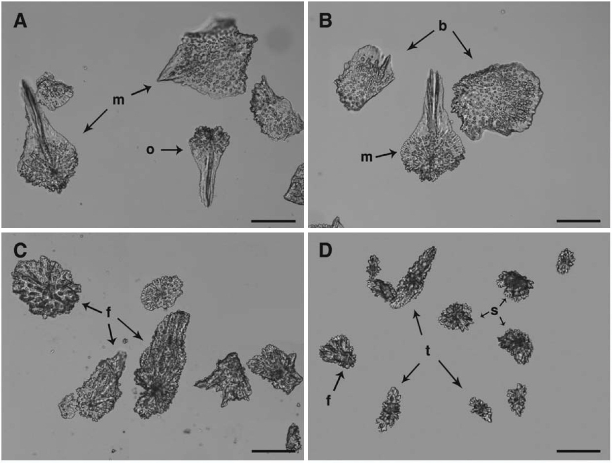 Sclerites of Thouarella (Thouarella) Antarctica. A B Scales of polyp. A Opercular and marginal; B Marginal and body. C D Sclerites of coenenchyme. C Branchlet; D Stalk. b body scale; f flat scale; m marginal scale; o opercular scale; s stellate plate; t tuberculated spindle. Scale bars: A-D=200 μm.