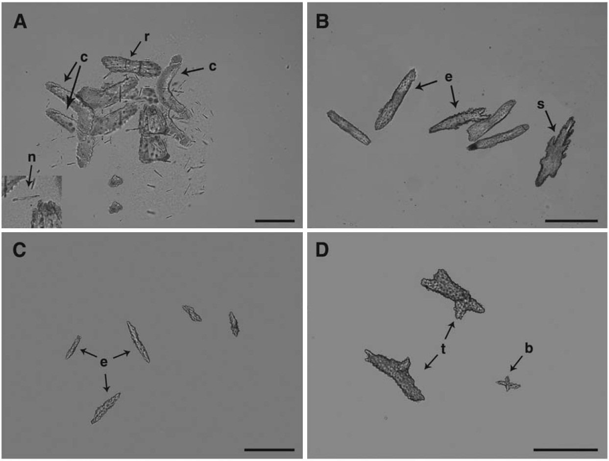 Sclerites of Tenuisis microspiculata. A B Sclerites of polyps. A Tentacle and pinnule; B Verruca. C D Sclerites of coenen-cyme. b branched scale; c curved scale; e elongated spindle; n needle; r rodlet; s serrated scale; t thornscale. Scale bars: A=100 μm B-D=200 μm.
