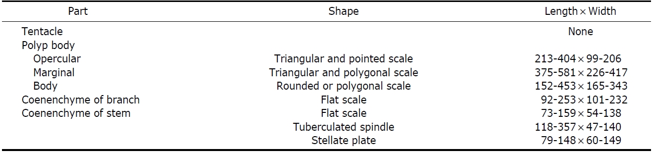Measurement (μm) and shape of sclerites of Thouarella (Thouarella) antarctica