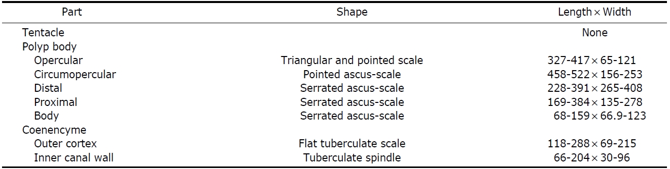 Measurement (μm) and shape of sclerites of Onogorgia nodosa