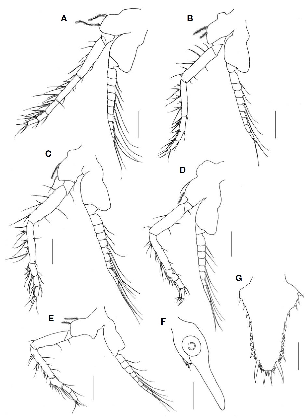 Nipponomysis calcarata Takahashi and Murano 1986 female. A Third thoracopod; B Fourth thoracopod; C Sixth thora-copod; D Seventh thoracopod; E Eighth thoracopod; F Inner uropod; G Telson. Scale bars: A-G=0.25 mm.