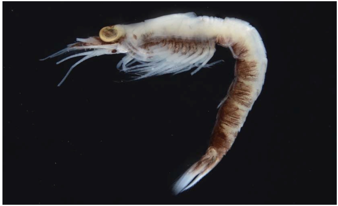 Exacanthomysis japonica Murano 1991 female. Whole animal 8.1 mm.