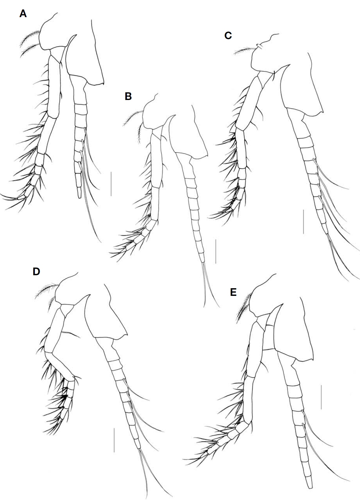 Exacanthomysis japonica Murano 1991 female. A Third thoracopod; B Fourth thoracopod; C Fifth thoracopod; D Sixththoracopod; E Seventh thoracopod. Scale bars: A-E=0.2 mm.