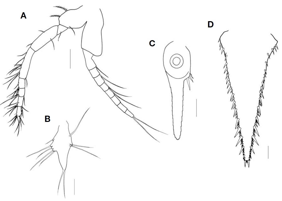 Exacanthomysis japonica Murano 1991 female. A Eighth thoracopod; B Fourth pleopod; C Inner uropod; D Telson. Scalebars: A D=0.2 mm B C=0.1 mm.