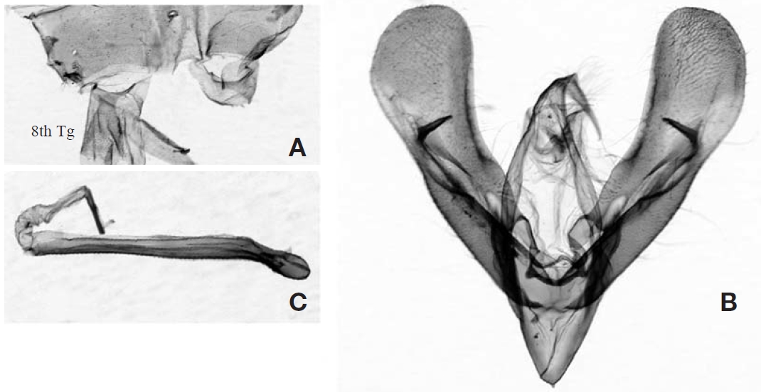 Male genitalia of Roeselia triangulalis (Leech) from Korea. A Male abdomen 8th Tg. 8th tergite; B Male genital capsule; C Aedeagus with everted vesica.