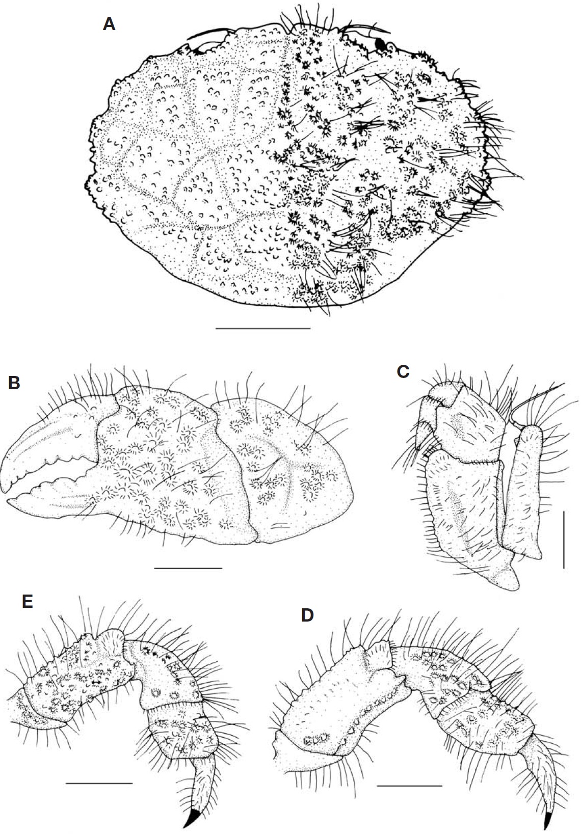Gaillardiellus rueppelli (Krauss 1834). A Carapace dorsal view; B Left cheliped outer view; C Left 3rd maxilliped; D 3rd ambulatory leg dorsal view; E 4th ambulatory leg dorsal view. Note: seta on the left part of the carapace are omitted. Scale bars: A=10 mm B D E=5 mm C=3 mm.