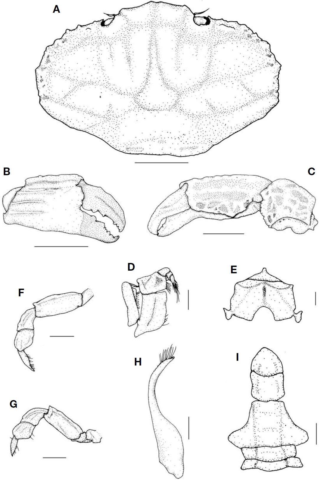 Danielea noelensis (Ward 1934). A Carapace dorsal view; B Right cheliped outer view; C Right cheliped dorsal view; D Right 3rd maxilliped; E Sternites 1-4; F 3rd ambulatory leg dorsal view; G 4th ambulatory leg dorsal view; H Left first gonopod ventral view; I Abdomen of male. Scale bars: A C=3 mm B=5mm D E I=1 mm F G=2 mm H=0.5 mm.