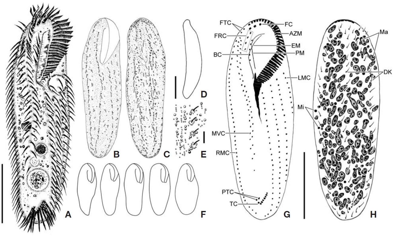 Diaxonella pseudorubra pseudorubra from live (A-F) and impregnated specimens (G H). A Ventral view of a typical individual; B C Arrangement of cortical granules on ventral and dorsal sides; D Flattened lateral view; E Two kinds of cortical granules ondorsal side; F Various body shapes; G Somatic and oral infraciliature of ventral side; H Dorsal kineties and nuclear apparatus.AZM adoral zone of membranelles; BC buccal cirrus; DK dorsal kineties; EM endoral membrane; FC frontal cirri; FRC frontalrow cirri; FTC frontoterminal cirri; LMC left marginal cirri; Ma macronuclear nodules; Mi micronuclei; MVC midventral cirri; PM paroral membrane; PTC pretransverse cirri; RMC right marginal cirri; TC transverse cirri. Scale bars: A D G=50 μm E=5 μm.