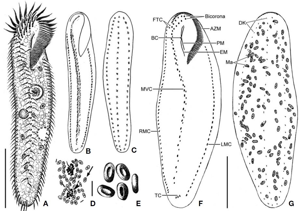 Pseudokeronopsis flava from live (A-E) and impregnated specimens (F G). A Ventral view of a typical individual; B Arrange-ment of cortical granules on the ventral side; C Three cortical granular rows on the dorsal side; D E Cortical granule groups (arrowhead) and “blood-cell-shaped” granules (arrow) apparatus; F Somatic and oral infraciliature of the ventral side; G Threedorsal kineties and nuclear apparatus. AZM adoral zone of membranelles; BC buccal cirrus; Bicorona FC arranged in arcs formingcirri; DK dorsal kineties; EM endoral membrane; FTC frontoterminal cirri; LMC left marginal cirri; Ma macronuclear nodules; MVCmidventral cirri; PM paroral membrane; RMC right marginal cirri; TC transverse cirri. Scale bars: A G=50 μm E=2 μm.