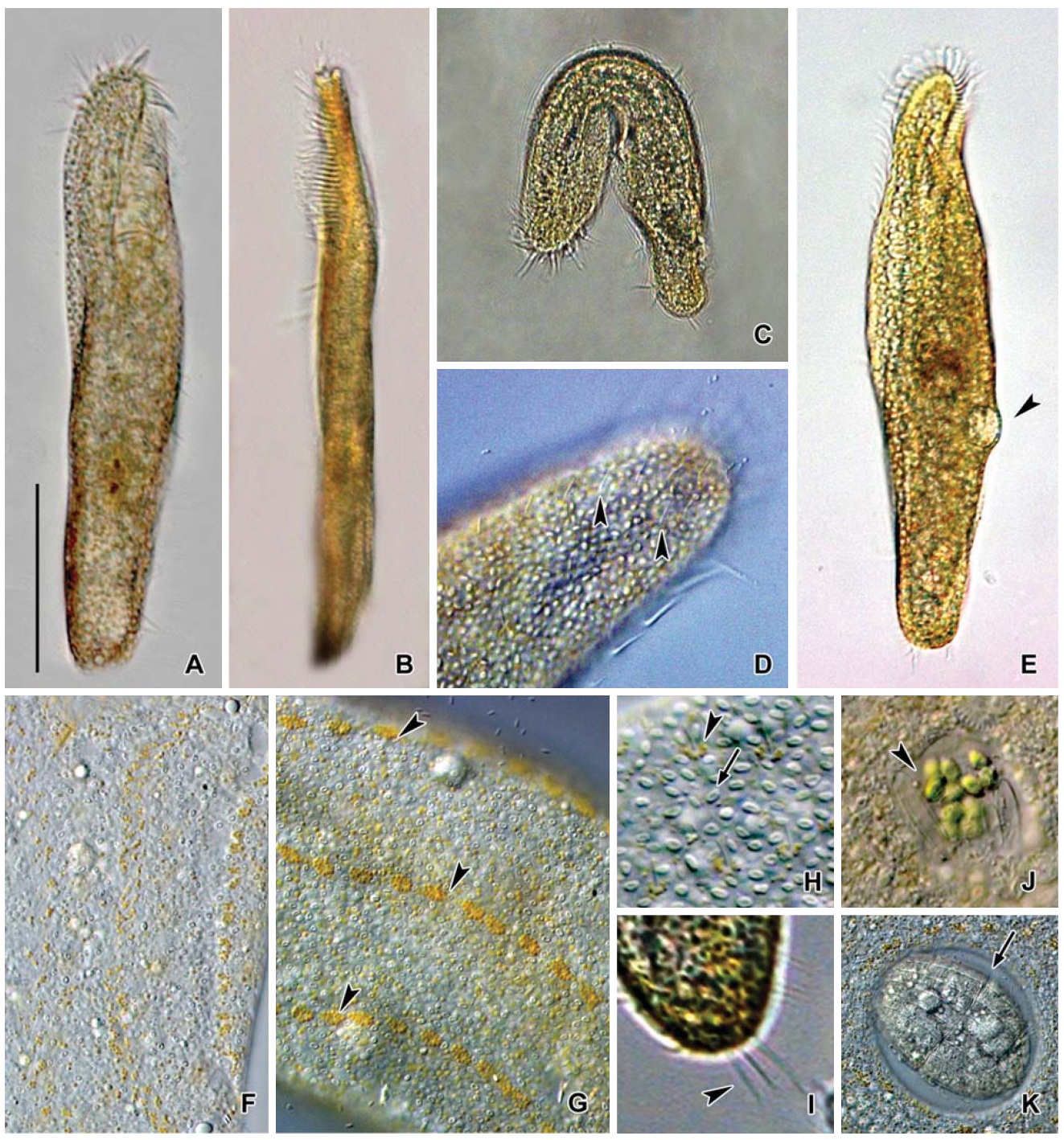 Photomicrographs of  Pseudokeronopsis flava from live specimens. A Ventral view of a typical individual; B Flattened lateralview; C Showing flexible body; D Dorsal kineties (arrowheads); E Contractile vacuole (arrowhead); F Arrangement of corticalgranule on ventral side; G H Cortical granule groups (arrowheads) and “blood-cell-shaped” granules (arrow) apparatus on dorsalside; I Three transverse cirri (arrowhead); J K Various food vacuoles; J One kind of Chlorophyta; K Coleps sp. Scale bar: A=50 μm.