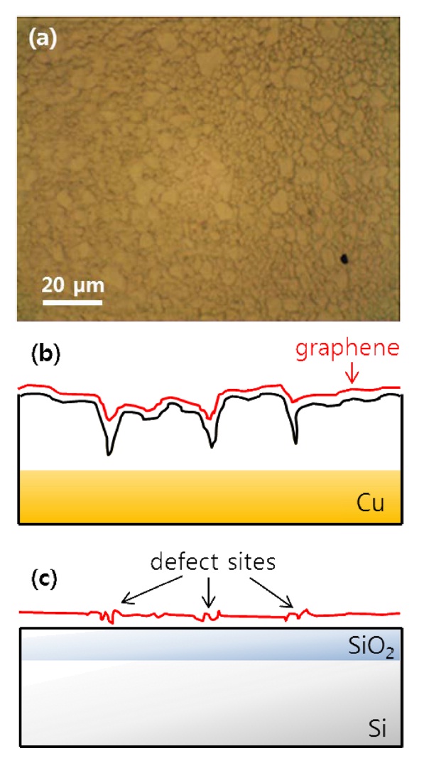 (a) Microscope image of Cu surface after graphene synthesis, showing a highly agglomerated and roughened surface. Cross-sectional view of the sample (b) after graphene formation on the Cu substrate and (c) after layer transfer onto the flat SiO2/Si substrate.