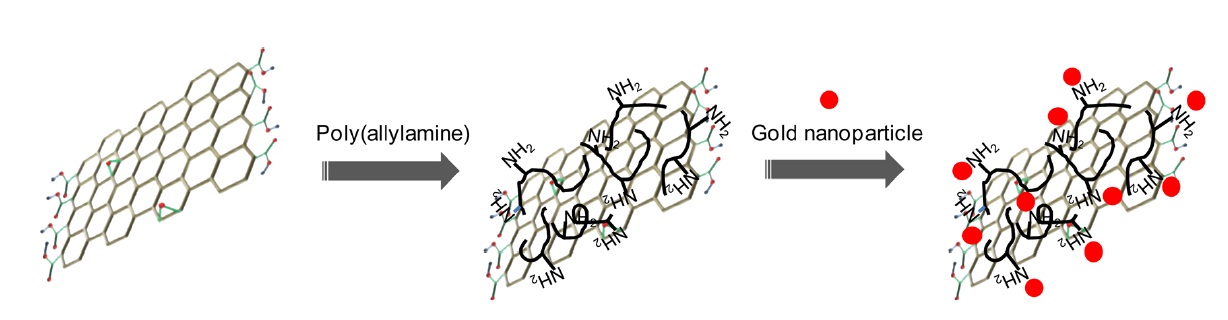 PAAH-induced G-O functionalization and reduction scheme for the synthesis of a nanocomposite of G-O and gold nanoparticles. PAAH: polyallylamine hydrochloride, G-O: graphene oxide.