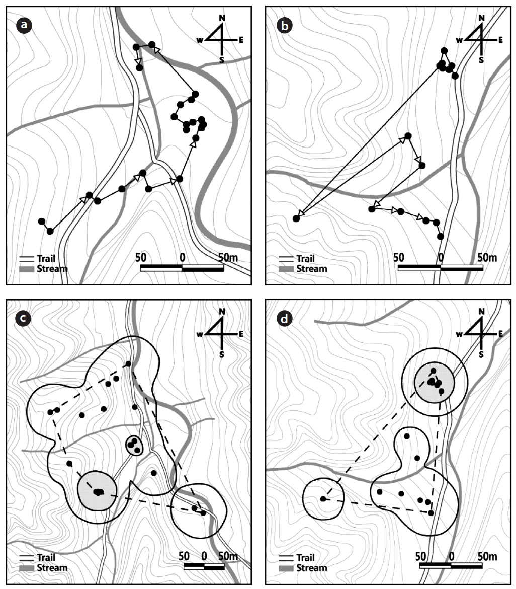 The movement patterns of Amur ratsnake (Elaphe schrenckii) juvenile No. 7828 in 2010 (a) and juvenile No. 5902 in 2011 (b) which were released into the natural habitat and the sizes of the minimum convex polygon (dotted line) kernel 50% (shaded in gray) and 95% (solid line) home range used by juvenile No. 78213 (c) between August 21 and September 20 in 2010 and by juvenile No. 5902 (d) between June 13 and July 13 in 2011. Each dot in the figure indicates the location of juvenile ratsnakes confirmed during the radio-trackings.