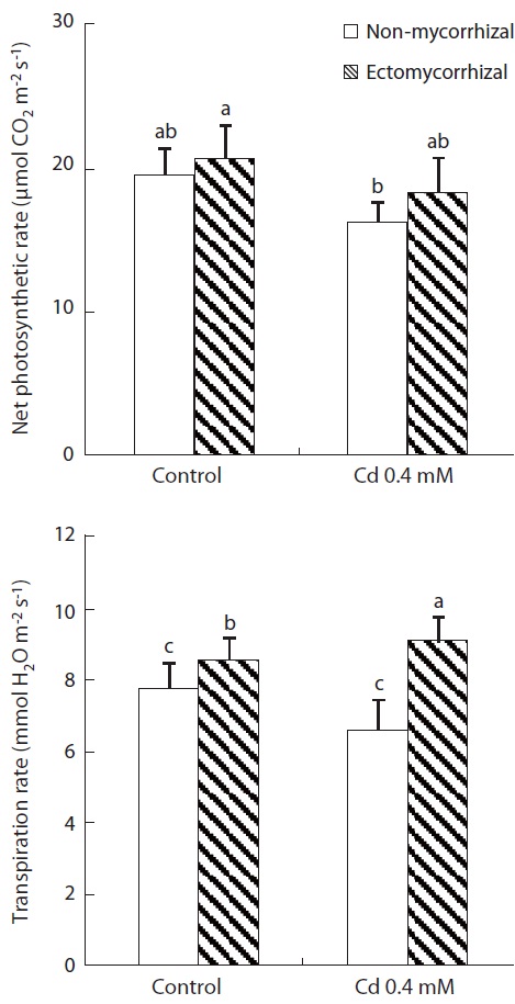 Changes in net photosynthetic rate and transpiration rate in the leaves of 6-month-old Populus alba × glandulosa cuttings inoculated with the ectomycorrhizal fungus Pisolithus tinctorius and grown in medium with or without 0.4 mM CdSO4 solution. Each bar represents the mean of three replicates ± standard deviation. Means with the same letter(s) are not significantly different from each other based on Tukey’s test at P ≤ 0.05.