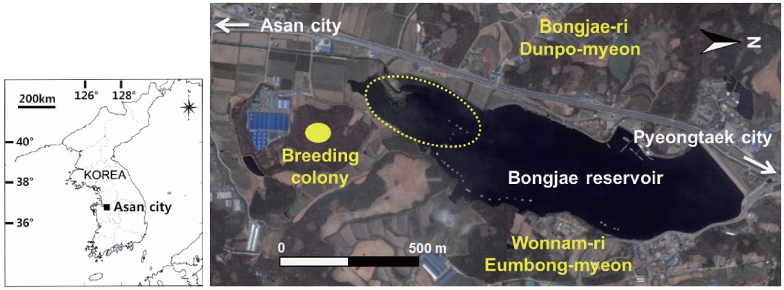 The study area at the Bongjae reservoir in Asan city, Chungcheongnam-do, South Korea. The dotted line indicates the main feeding site of grey herons. The map was obtained from Daum (http://local.daum.net/map).