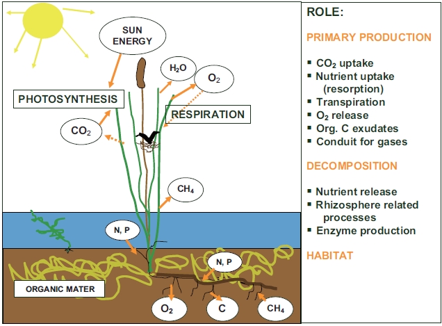 The role of macrophytes in wetland ecosystems. Plants are using the energy from the sun, CO2, water, and nutrients to produce biomass available to grazers. After senescence, the produced organic matter pro-vides organic C and nutrients to decomposers. Stems and leaves serve as conduit for gases, bringing oxygen rich air to rhizosphere and releasing methane.