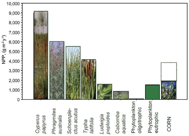 Examples of annual aboveground net primary production by various types of macrophytes. Data for corn including one or two annual crops are given for comparison. NPP, net primary production.
