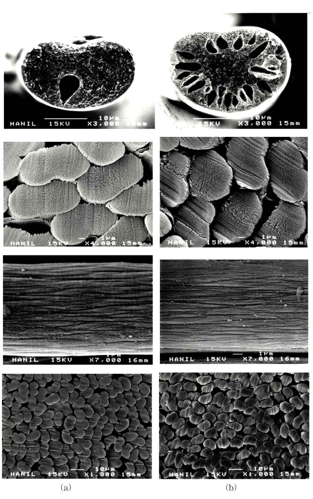 SEM micrographs of the protofibers(after 2nd coagulation). water content of spinning dope(%) : (a) 2.5, (b) 3.5.