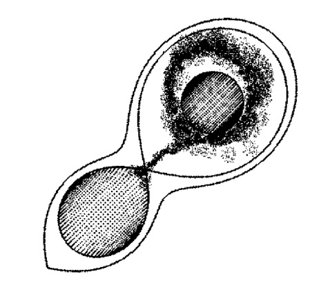 An overhead view of the model of R Ara, illustrating the eccentric accretion structure. Reprinted from Reed et al. (2010).