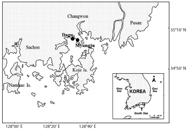 Study sites (Myungju and Dagu stations) in Jindong Bay on the southern coast of Korea.
