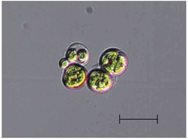 Light microscope image of Asterarcys quadricellulare KNUA020. Scale bar represents: 20 μm.