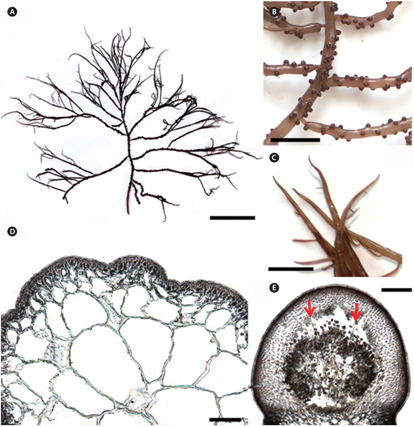 Gracilaria sp. (A) Herbarium specimen collected from Matou, Sanya, Hainan in January 29, 2010. (B) Shape of markedly constricted branches bearing many cystocarps. (C) The apical part of the branches tapering gradually toward apex. (D) Transverse section of the main axis showing the abrupt transition in medullary cell size and small-celled cortex. (E) Vertical section of cystocarp showing two nutritive filaments (arrows). Scale bars represent: A, 3 cm; B & C, 1 cm; D & E, 200 μm.