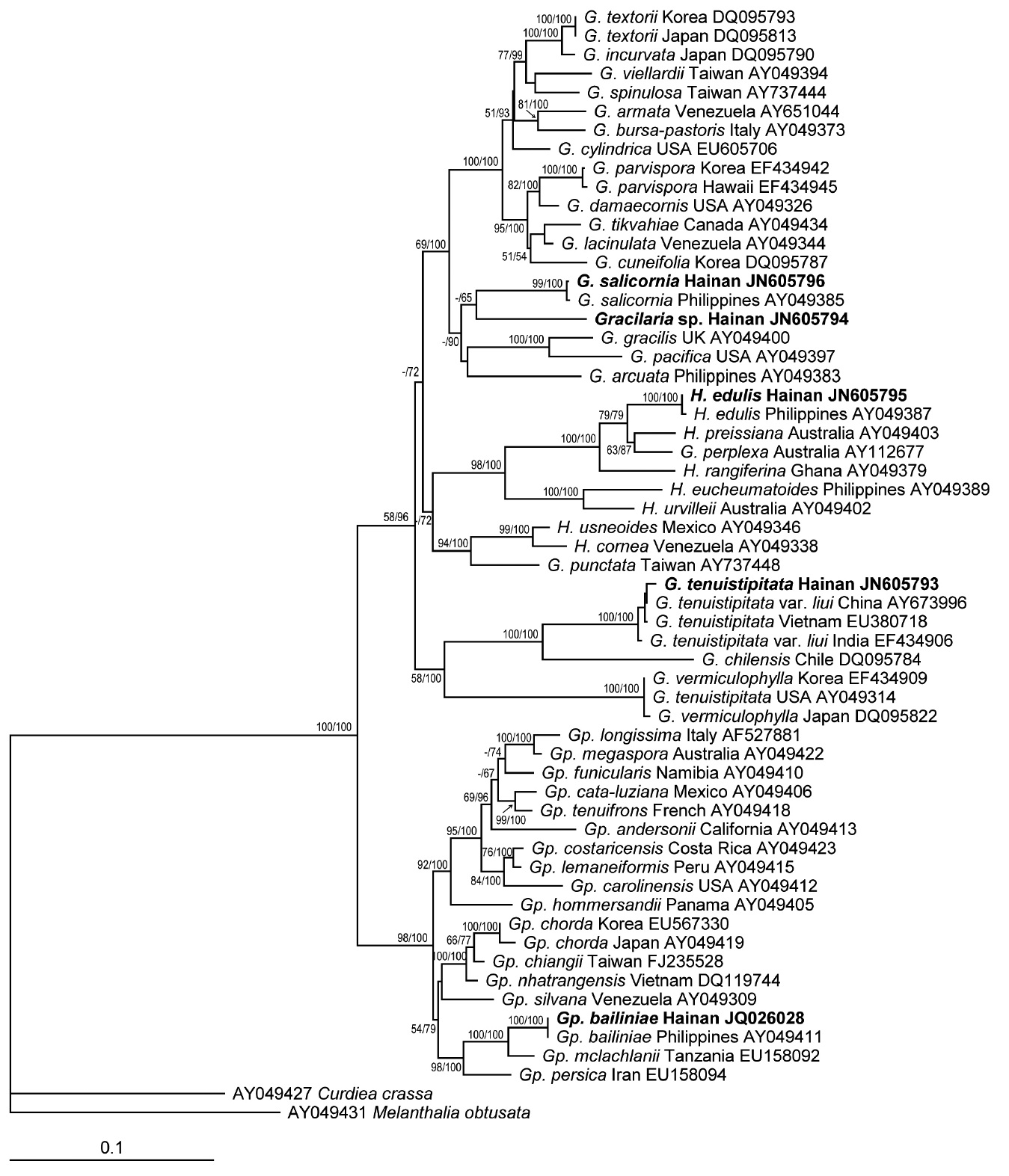 Maximum likelihood phylogenetic tree of the family Gracilariaceae estimated using rbcL sequence data. Numbers above each clade represent maximum likelihood bootstrap values and Bayesian posterior probabilities, respectively. Species name of the boldface type are shown the specimens from Hainan Island, China. Scale bar represents: substitutions / site.