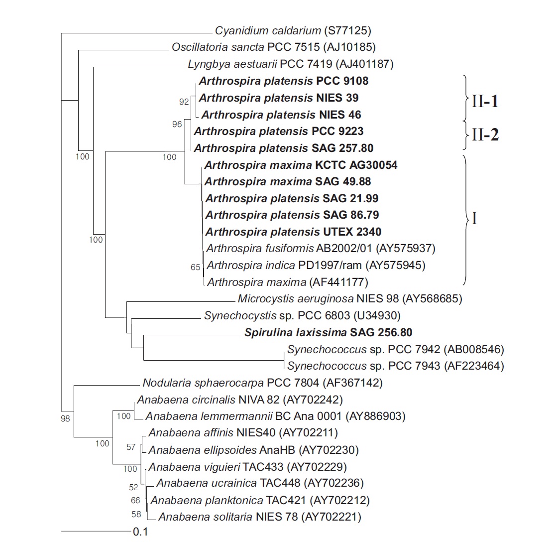 Neighbour-joining tree showing relationships among Arthrospira strains and other cyanobacteria, inferred from cpcBA-intergenic spacer sequence analyses. Bootstrap values >50% are shown. The chloroplast of Cyanidium caldarium was used as an outgroup to define the root of the tree. Bar, 0.1 substitutions per nucleotide position. PCC, Pasteur Culture Collection of Cyanobacterial Strains, Paris, France; NIES, National Institute for Environmental Studies Collection, Tsukuba, Ibaraki, Japan; SAG, Sammlung von Algenkulturen der Universitat Gottingen, Germany; KCTC, Korean Collection for Type Cultures, Daejeon, Korea; UTEX, Culture Collection of Algae at the University of Texas at Austin, Austin, TX, USA.