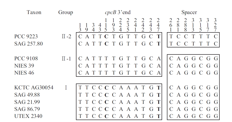 Mosaic distribution of variable informative sites in cpcBA-intergenic spacer sequence of Arthrospira strains. For easier observation, the strains are classified according to the clusters in Fig. 2. The numbers above the alignment indicate the nucleotide position of the informative sites. Blocks of orthologous sequences are boxed. PCC, Pasteur Culture Collection of Cyanobacterial Strains, Paris, France; SAG, Sammlung von Algenkulturen der Universitat Gottingen, Germany; NIES, National Institute for Environmental Studies Collection, Tsukuba, Ibaraki, Japan; KCTC, Korean Collection for Type Cultures, Daejeon, Korea; UTEX, Culture Collection of Algae at the University of Texas at Austin, Austin, TX, USA.