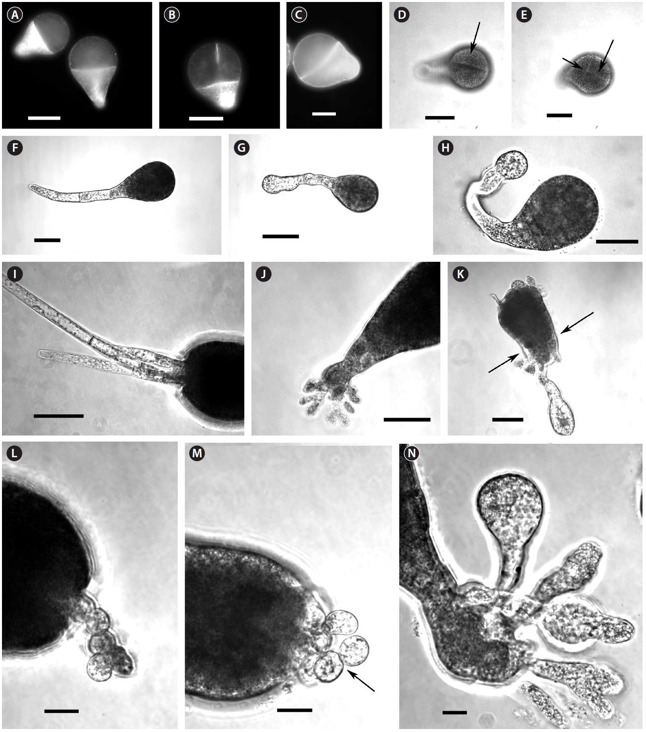 Developing embryos of Fucus vesiculosus. (A & B) 24 h control embryos with one (A) or two (B) whole or partial cell divisions stained with FM4-64 and showing bright membrane concentrations at rhizoid tip and along cell plates. (C) GeO2 treated 24 h embryo stained with FM4-64 showing oblique division. (D) GeO2 treated 24 h embryo showing oblique first division. (E) GeO2 treated 24 h embryo showing oblique first division (short arrow) and subsequent division of thallus cell perpendicular to the first (long arrow). (F) Control embryo at 4 days showing normal development of rhizoid and thallus. (G) GeO2 treated embryo at 4 days showing rhizoid with inflated tip. (H) GeO2 treated embryo at 4 days showing hook-shaped rhizoid with inflated tip. (I) Apex of control embryo at 8 days with three normal apical hairs. (J) Base of 8 days control embryo with typical rhizoid development. (K) Whole 8 days GeO2 treated embryo with irregular shape, inflated rhizoid tip, poor development of apical hairs and secondary rhizoid development from thallus base; arrows indicate common point of breakage of GeO2 treated embryos. (L & M) Apex of 8 days GeO2 treated embryo showing the abnormal development of apical hairs. Note the cell disaggregation. (N) Primary and secondary rhizoids of 8 days GeO2 treated embryo showing the inflated tips. Scale bars represent: A-K, 50 μm; L-N, 20 μm.