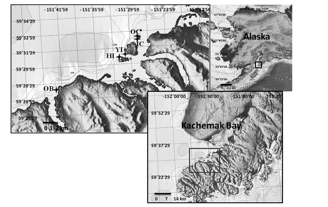 Map of Kachemak Bay indicating the locations of Nereocystis luetkeana and Eualaria fistulosa sorus collection sites. Sori of both species were collected at each site. Sites: OB, Outside Beach; HI, Hesketh Island; YI, Yukon Island; IC, Inner Cohen Island; OC, Outer Cohen Island.