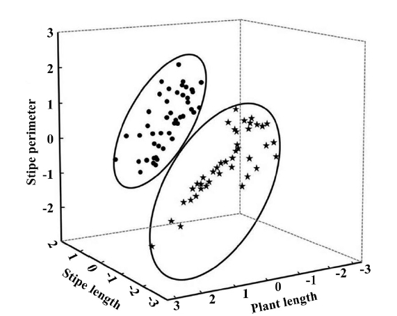 Principal component analysis, for Eisenia arborea morphology, where 2 groups (circle, protected; star, exposed) were found in relation to 3 variables.